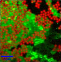 红色是石墨烯拉曼谱的分布区域 绿色是GaN拉曼谱的分布区域 红色是石墨烯拉曼谱的分布区域 绿色是GaN拉曼谱的分布区域