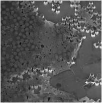 拉曼-扫描电镜联用系统RISE